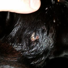Wound/Bite make to side of face