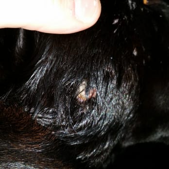 Fun Play Bark Lodge - Wound/Bite make to side of face - Pet Sitting Near Me - Groton, Connecticut