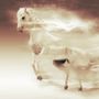 Photo of Sport Equestre de Belle Ferme