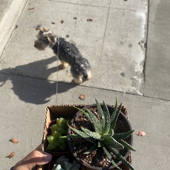 Ms.Succulent - Florists Near Me - Los Angeles, California