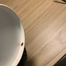 Bedbug Bedbug