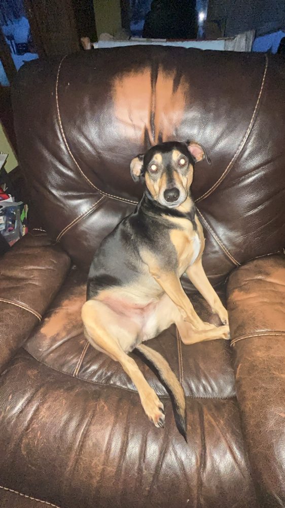 Woof & Whisker Inn - pet boarding facility in Southbridge, MA