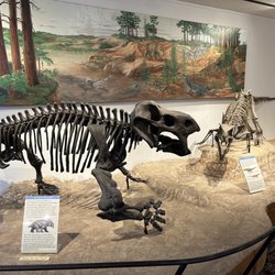 Rainbow Forest Museum And Visitor Center - Paleontological Exhibit