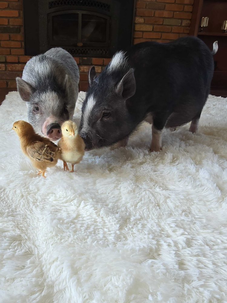 Carpet Monkey - veterans service organization in Las Vegas, NV