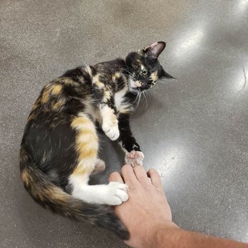 Kahoots Feed & Pet - Store Cat - Livestock Feed & Supply Near Me - Hesperia, California Kahoots Feed & Pet - Store Cat - Livestock Feed & Supply Near Me - Hesperia, California