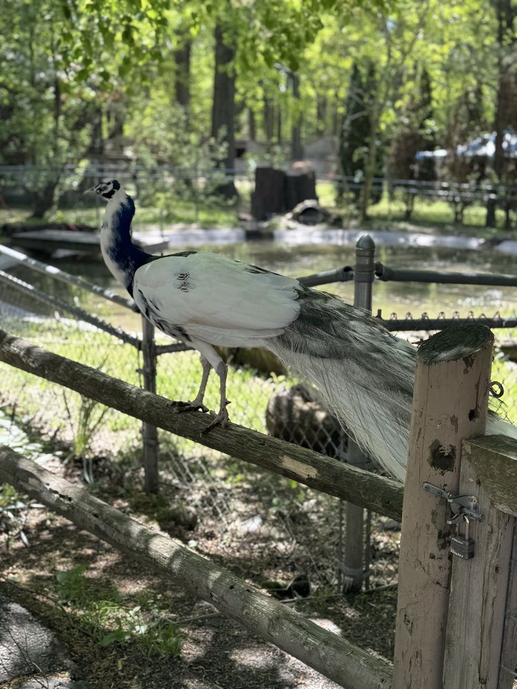 Social spots from Forest Park