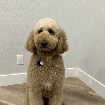 Pets In Style Grooming - Pet Groomers Near Me - Lancaster, California