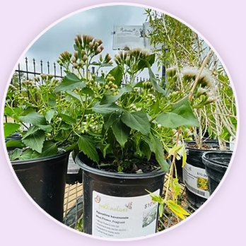 Pollinatives - Nurseries & Gardening Near Me - Converse, Texas Pollinatives - Nurseries & Gardening Near Me - Converse, Texas