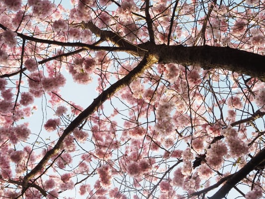 Bispebjerg Cemetery by null