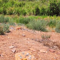 Homolovi State Park - Little Colorado River and pottery shards