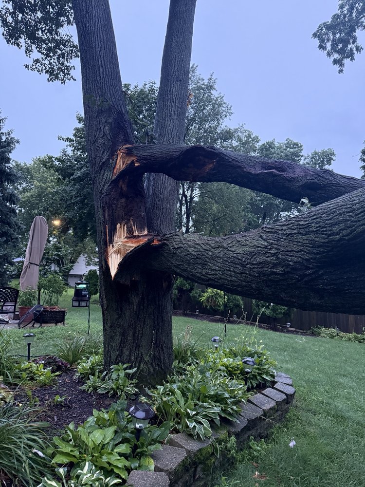 MGR TREES AND MORE - tree service in WDM, IA