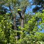 Inspiration Tree Services