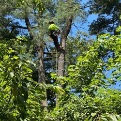 Inspiration Tree Services - Tree cutting Service