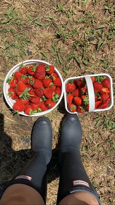 Salem Berry Farm by null