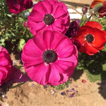 The Flower Fields - This is the flower you'll will see. - Venues & Event Spaces Near Me - Carlsbad, California The Flower Fields - This is the flower you'll will see. - Venues & Event Spaces Near Me - Carlsbad, California