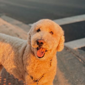 As the Fur Flies - Pet Groomers Near Me - Austin, Texas As the Fur Flies - Pet Groomers Near Me - Austin, Texas