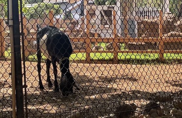 Honolulu Zoo by null
