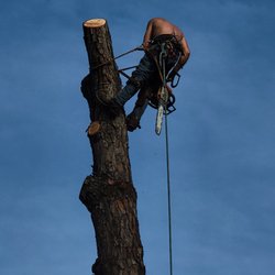 Clark's Family Tree Service