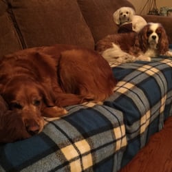 Lovingkindness Pet Care