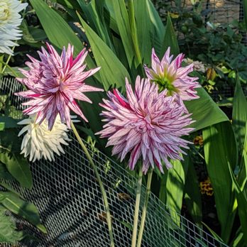 P-Patch Community Gardens - Dhalias - Community Gardens Near Me - Seattle, Washington