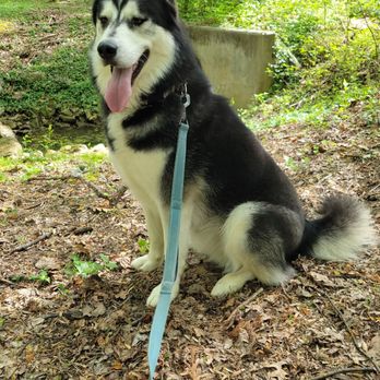 KompK9 - Practicing sit/stays in a new location with distractions - Pet Training Near Me KompK9 - Practicing sit/stays in a new location with distractions - Pet Training Near Me