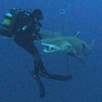 Emerald Charters - Scuba Diving Near Me - Jupiter, Florida