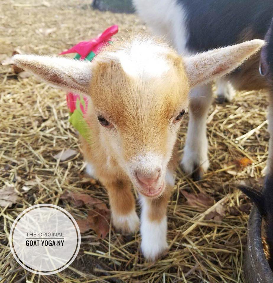 ORIGINAL GOAT YOGA GERMANTOWN Updated July 2024 25 Ford Rd