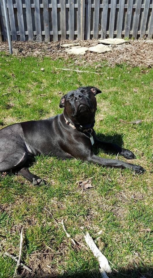 Cozy Country Pet Care - pet boarding facility in Black Creek, WI