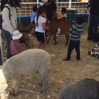 Berkeley Kite Festival - Petting zoo - Festivals Near Me - Berkeley, California
