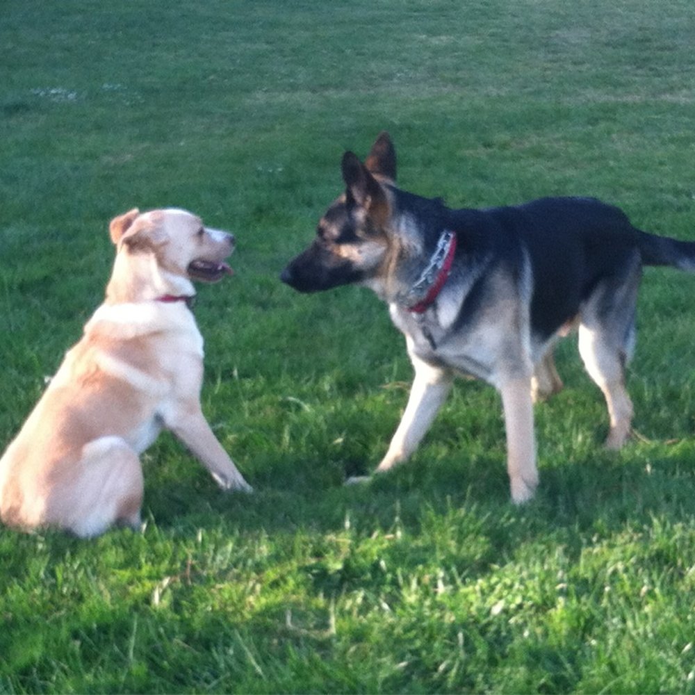 K9 Comrades - Pet Training Near Me K9 Comrades - Pet Training Near Me