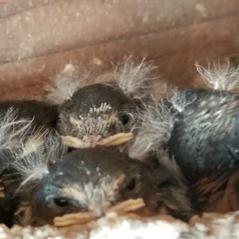 Train Mountain - Baby swallows under the eaves - Social Clubs Near Me - Chiloquin, Oregon Train Mountain - Baby swallows under the eaves - Social Clubs Near Me - Chiloquin, Oregon