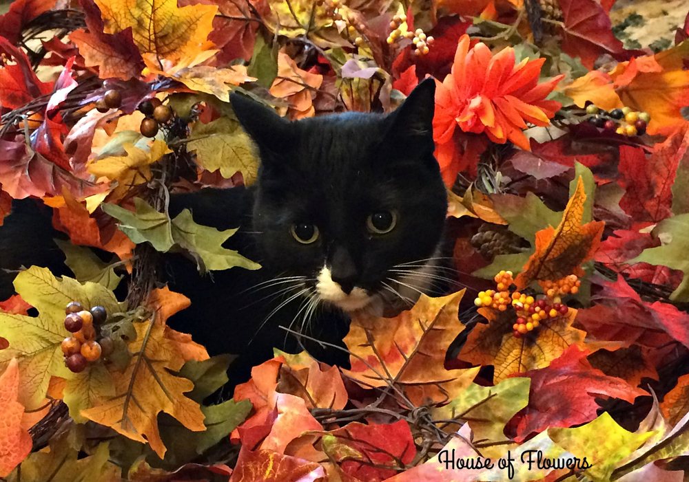 HOUSE OF FLOWERS Updated September 2024 22 Photos 405 W Alameda