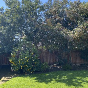 A's Tree Service - Before - Tree Services Near Me - Placentia, California