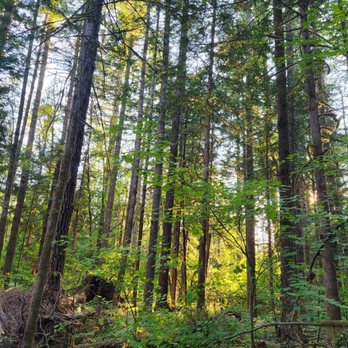 Whitehorse County Park & Campground - Forest trail. - Campgrounds Near Me - Darrington, Washington Whitehorse County Park & Campground - Forest trail. - Campgrounds Near Me - Darrington, Washington