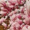 Seattle Chinese Garden gift card