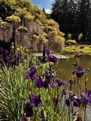 Seattle Japanese Garden by null
