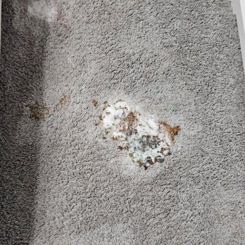Miracle Carpet Cleaning - Client called for a rescue from fruity pebbles and milk - Carpet Cleaning Near Me Miracle Carpet Cleaning - Client called for a rescue from fruity pebbles and milk - Carpet Cleaning Near Me