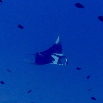 Maui Dreams Dive - Scuba Diving Near Me - Kihei, Hawaii Maui Dreams Dive - Scuba Diving Near Me - Kihei, Hawaii