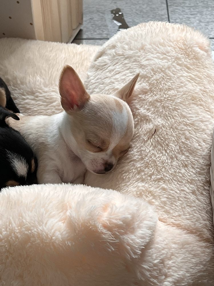 Emancipet - Mobile Clinic - social services organization in Austin, TX