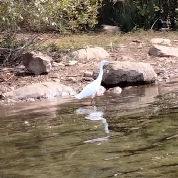 Howarth Park - Egret had bright yellow feet - Parks Near Me - Santa Rosa, California