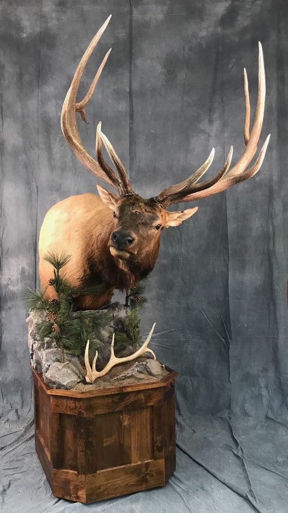 MCKENZIE TAXIDERMY Updated October 2025 Request Information