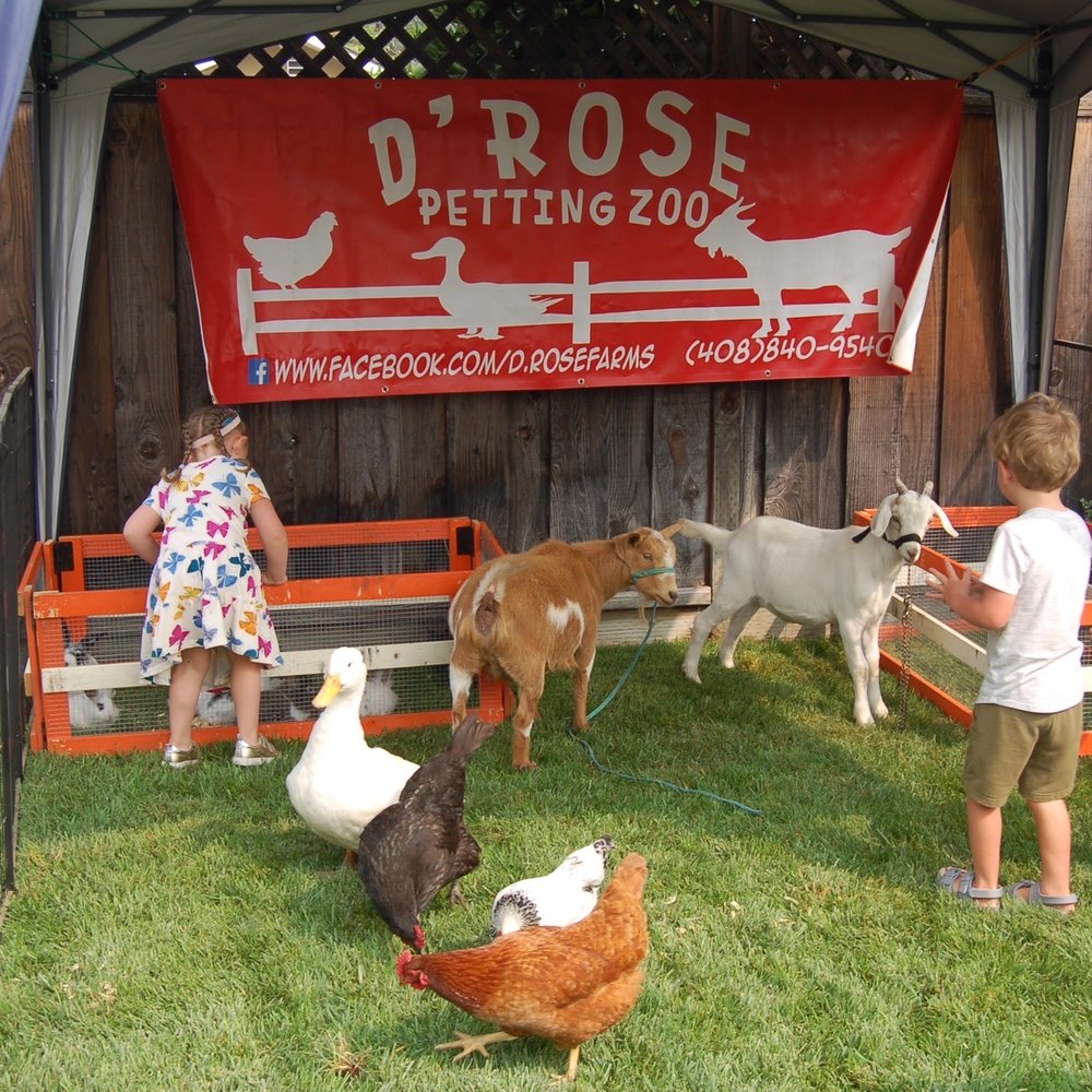 D'Rose Petting Zoo - These are just a few of the adorable animals D'Rose Petting Zoo brought with them! - Petting Zoos Near Me - Gilroy, California D'Rose Petting Zoo - These are just a few of the adorable animals D'Rose Petting Zoo brought with them! - Petting Zoos Near Me - Gilroy, California