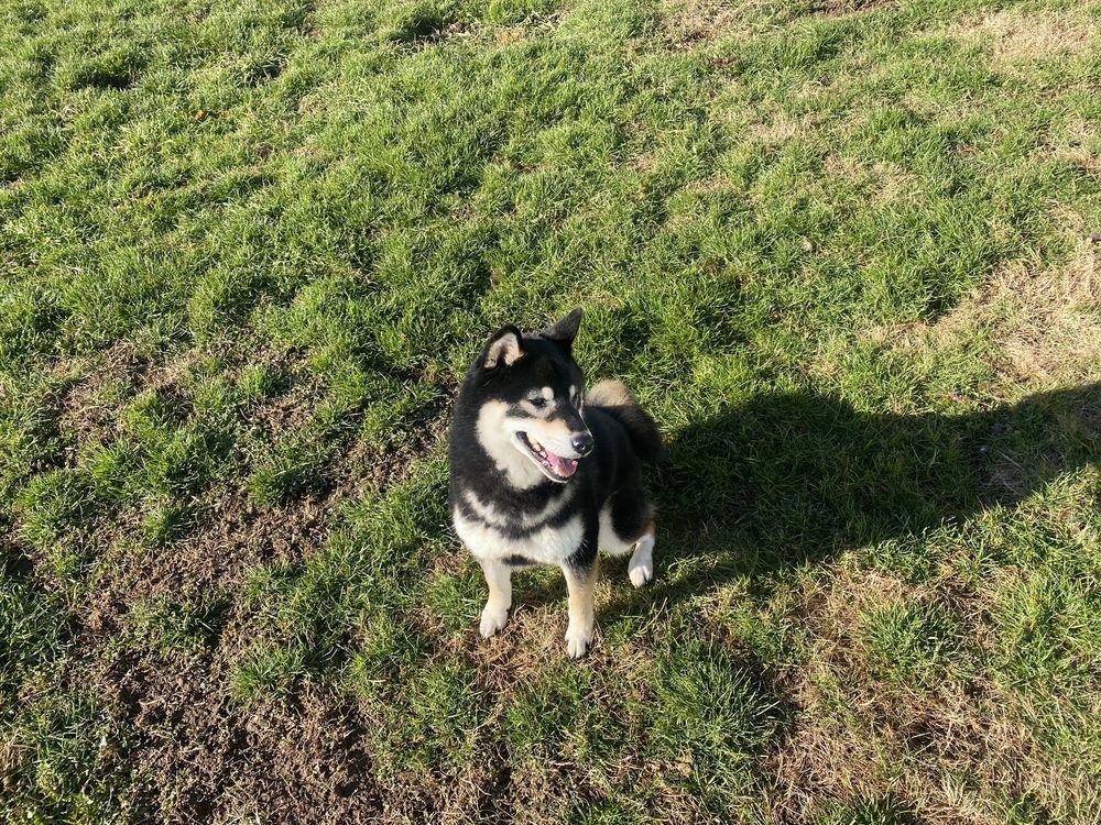 WALDORF KENNELS 31 Reviews 16315 NE Union Rd, Ridgefield