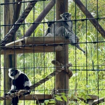 St. Augustine Alligator Farm Zoological Park - Lemurs - Zoos Near Me - Saint Augustine, Florida St. Augustine Alligator Farm Zoological Park - Lemurs - Zoos Near Me - Saint Augustine, Florida