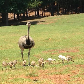 Cherokee Trace Drive Thru Safari - Parks Near Me - Jacksonville, Texas