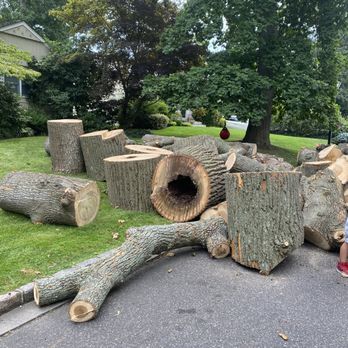 Express Tree Services - All these huge tree trunk were picked up promptly same day! - A collection of tree logs and branches is placed on a lawn and driveway in a residential area, with trees and a house in the background. - Tree Services Near Me - Freeport, New York