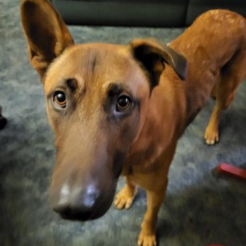 Rocket Dog Rescue - I know I heard you open a snack bag. - Animal Shelters Near Me - Oakland, California