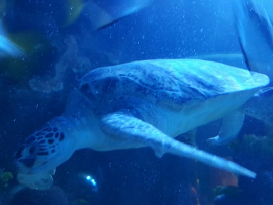 Sea Life Scheveningen by null