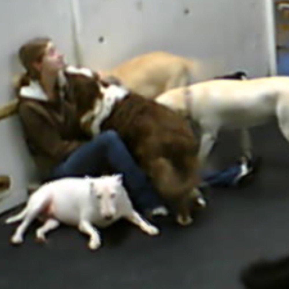 Fur Night and Day - Webcam Pic: Maddie giving staff member kisses! - Pet Sitting Near Me - Norman, Oklahoma Fur Night and Day - Webcam Pic: Maddie giving staff member kisses! - Pet Sitting Near Me - Norman, Oklahoma