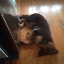 JollyDogs Playland - The aftermath of a day with friends